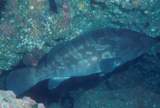 Epinephelus bruneus